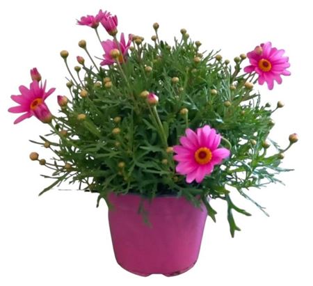 Argyranthemum Frut Pink