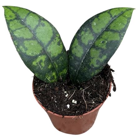 Hoya Black Cat