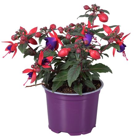 Fuchsia Bella Sacha