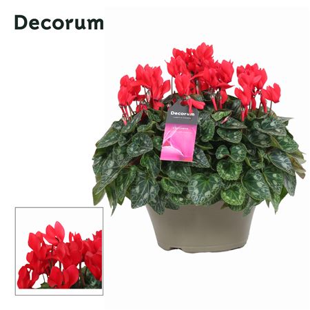 Cyclamen Garden Red (decorum)