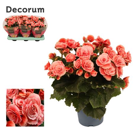 Begonia Borias (decorum)