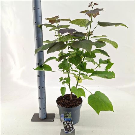 Catalpa Erubescens Purpurea