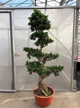 Ficus Ginseng S-shape Bonsai