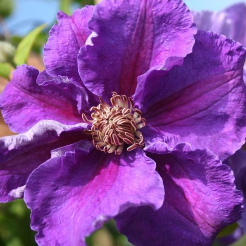 Клематис гибридный Ашва в тубе