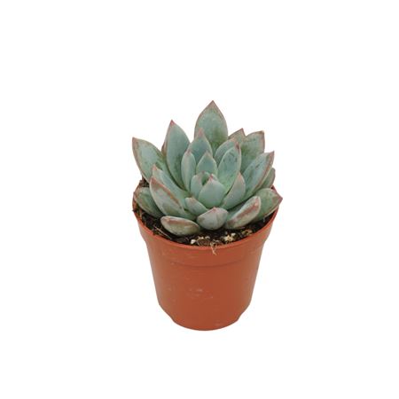 Echeveria Yurnmie