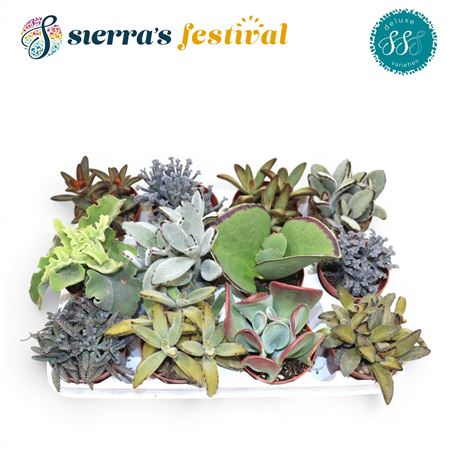 Festival® - Kalanchoe Mix (deluxe)