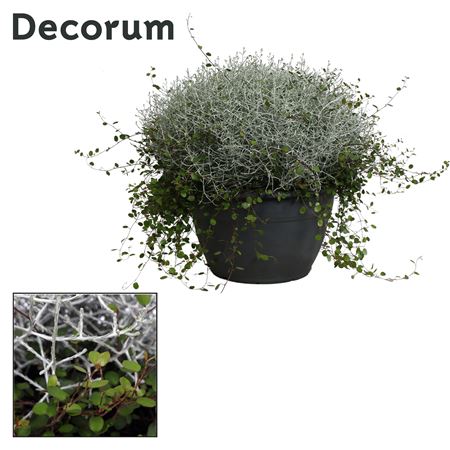 Leucophyta (calocephalus) Brownii & Muehlenbeckia