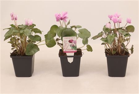 Cyclamen Hed Silverleaf Pink