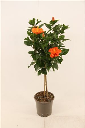 Hibiscus Torino Op Stam