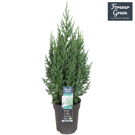 Juniperus Chin Stricta