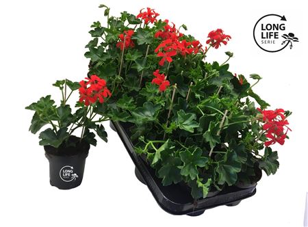 Pelargonium Pelt Red (longlife)