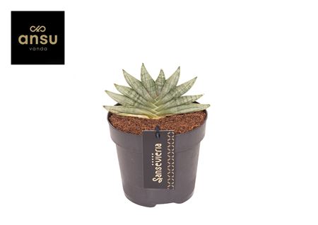 Sansevieria Inti Mini No. 3