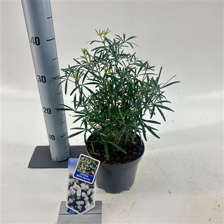 Choisya White Dazzler