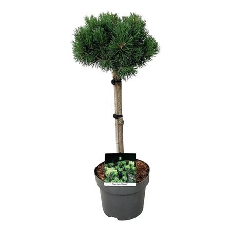 Pinus Mugo Mumpitz On Stem