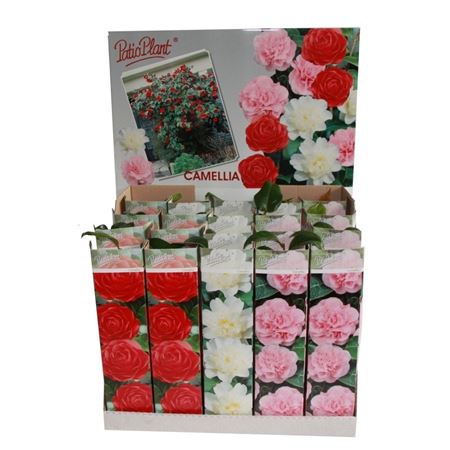 Camellia Japonica Mix