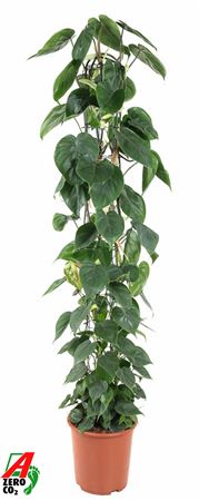 Philodendron Scandens Zuil