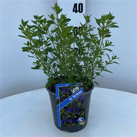 Salvia Micro Blue Monrovia