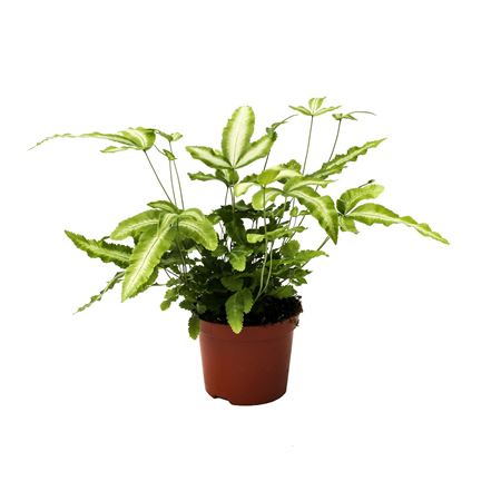 Pteris Cretica Albolineata