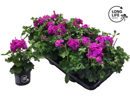 Pelargonium Pelt Double Purple (longlife)
