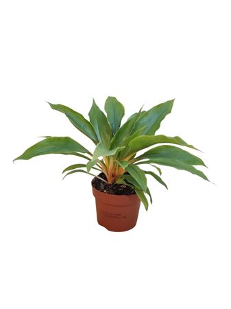 Chlorophytum Princess Mable