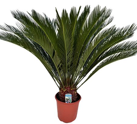 Cycas Revoluta 20+