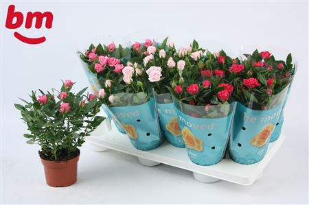 Rosa Mix Season (bm)