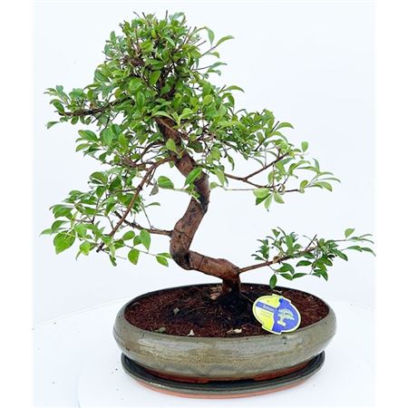 Bonsai Driptray