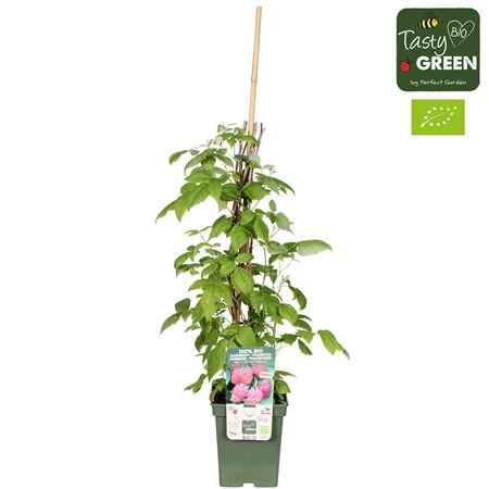 Rubus Idaeus Twotimer Sugana Red Bio