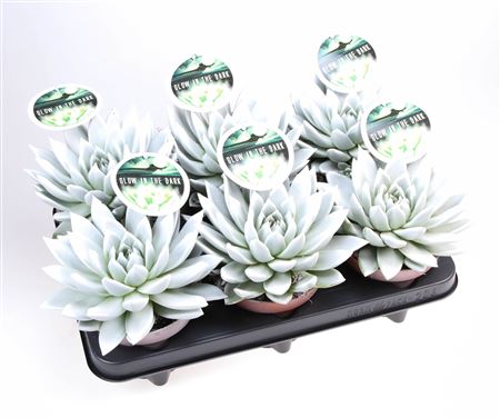 Echeveria Glow In The Dark + Etiket