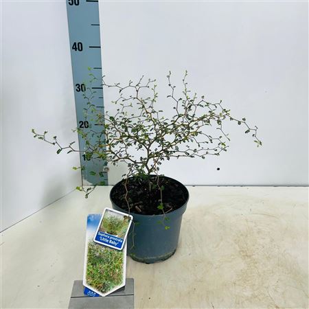 Sophora Prostata Little Baby