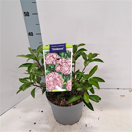 Kalmia Lat Ginkona