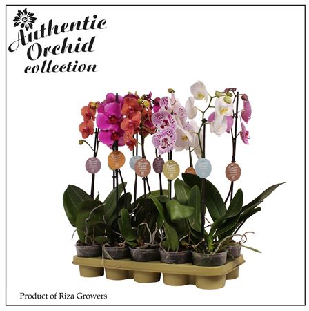 Phal 1st Authentic Mix (orchid Growers)