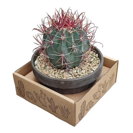 Ferocactus Gracilis Terracotta