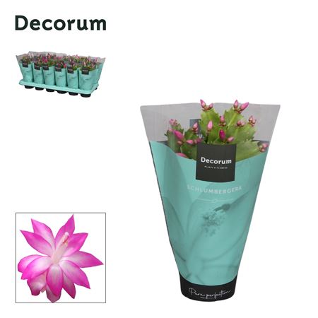 Schlumbergera Pink In Sleeve (decorum)