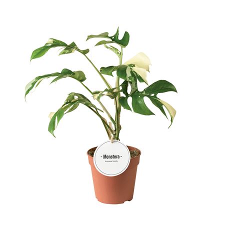 Monstera Tetrasperma Variegated