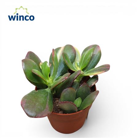 Crassula Obliqua Tricolor Jade