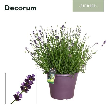 Lavandula Essence Purple