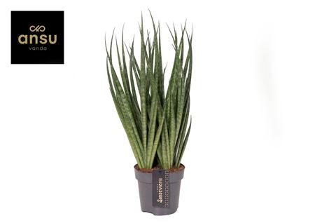 Sansevieria Comet Kichaka