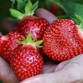 Земляника Ранняя Плотная