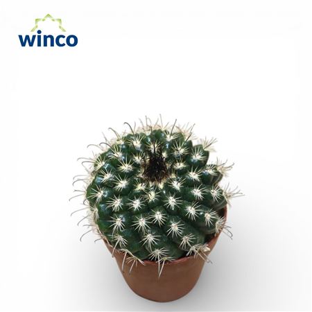 Parodia Culpinensis