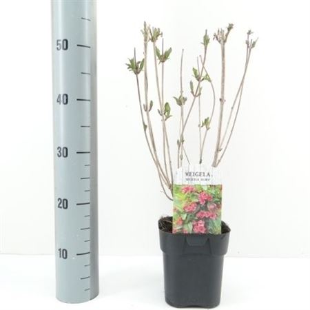 Weigela Bristol Ruby