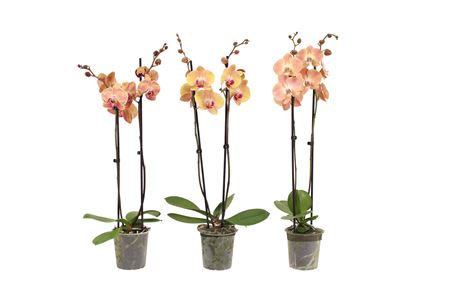 Phal 2st Orange 14+ (vg)