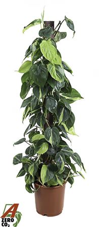 Philodendron Brasil Mosspole