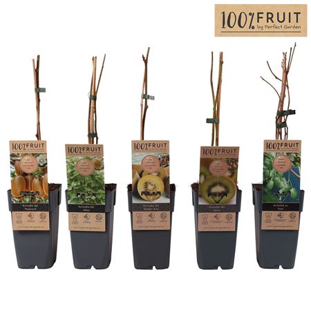 Actinidia Mix