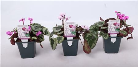 Cyclamen Outsider