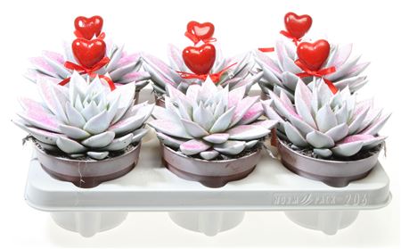 Echeveria Miranda White Pink Glitter + Heart