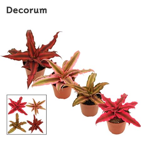 Cryptanthus Mix  (decorum)