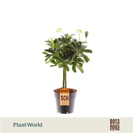 Schefflera Compacta On Stam