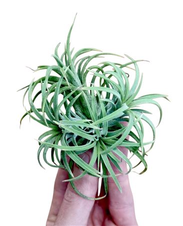 Tillandsia Ionantha Clumb Mix Small