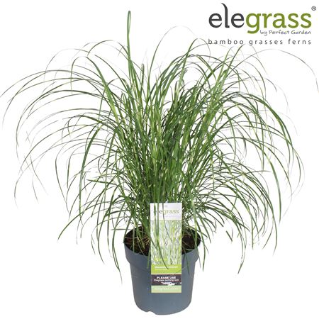 Miscanthus Sin Strictus Dwarf